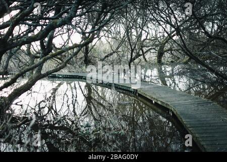A wooden boardwalk/ pathway running through the trees of a wetlands nature reserve in Magor, an SSSI near the Severn Estuary Stock Photo