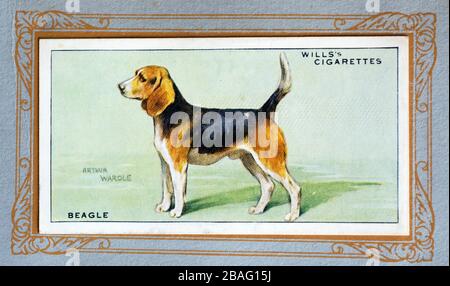 W.D. & H.O. Wills cigarette card, Beagle Stock Photo