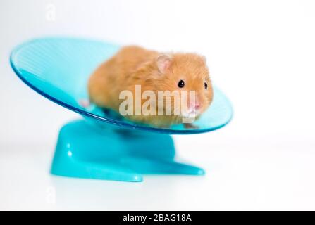 A golden or Syrian pet hamster on a saucer shaped exercise wheel
