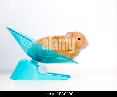 A golden or Syrian pet hamster on a saucer shaped exercise wheel Stock Photo