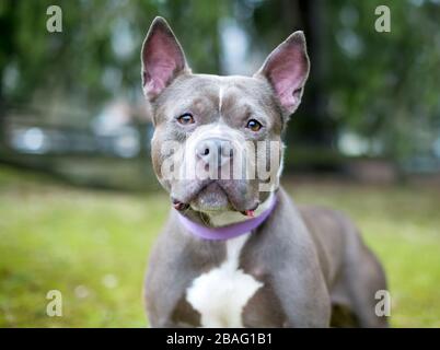 Fashion pitbulls with natural pointy ears