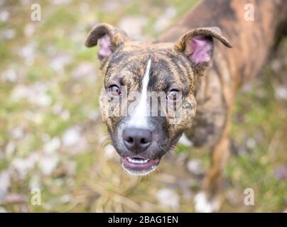 A brindle and white Pit Bull Terrier mixed breed puppy looking up at the camera Stock Photo