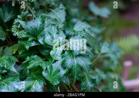 Ivy leaves Hedera helix in drops of water. Whole ivy leaves covered with drops of water. Close-up. Natural setting. Stock Photo