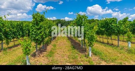 Summer vineyard with blue sky behind in Edelstal Austria. Stock Photo