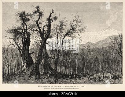 Hundred Horse Chestnut Tree, on the lower slopes of Mount Etna. Italy Europe. Old 19th century engraved illustration image from the book New Universal Stock Photo