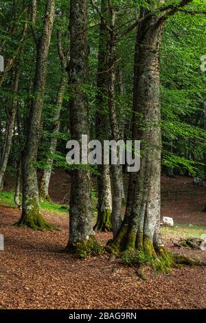 carpet of dead leaves in maples and beeches wood Stock Photo