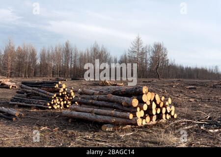 deforestation in old forest Stock Photo