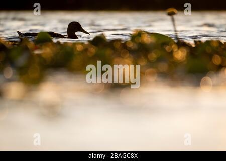 Mallard (Anas platyrhynchos) silhouetted at sunset. Nemunas Delta. Lithuania. Stock Photo