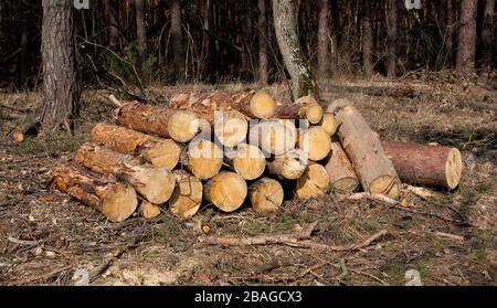 firewood store im pine forest Stock Photo