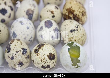 Egg. Quail eggs in a cookie cutter on a white isolated background. Healthy lifestyle concept. copyspace Stock Photo