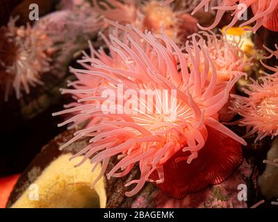 Colourful red and pink brooding sea anemone (Epiactis prolifera) from shallow marine waters of British Columbia Stock Photo