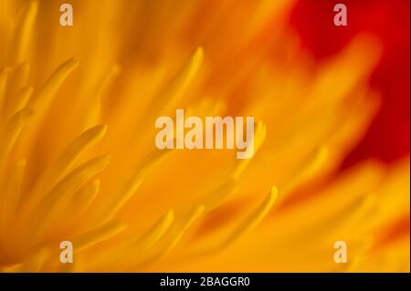 Abstract image of Multicolored flowers including mums,chrysanthemums,carnations Stock Photo