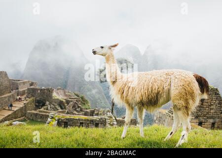 White llama is standing near Machu Picchu in Peru Stock Photo