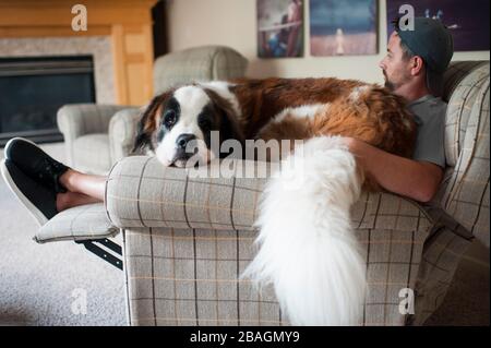 Large Saint Bernard dog sits on mans lap in a chair at home Stock Photo