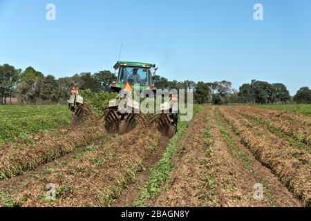 Peanut harvest 'Arachis hypogaea', farmer maneuvering John Deere tractor, KMC digger inverter operating in field. Stock Photo
