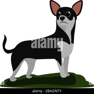 Chihuahua dog, illustration, vector on white background Stock Vector