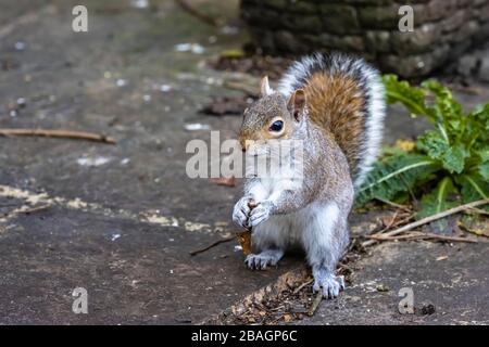Grey squirrel (American gray squirrel, Sciurus carolinensis) standing on a patio in a garden in Surrey, south-east England, eating a sycamore key Stock Photo
