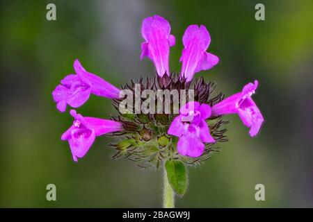 wild basil, field basil (Clinopodium vulgare, Calamintha clinopodium), inflorescence, Germany, Bavaria Stock Photo