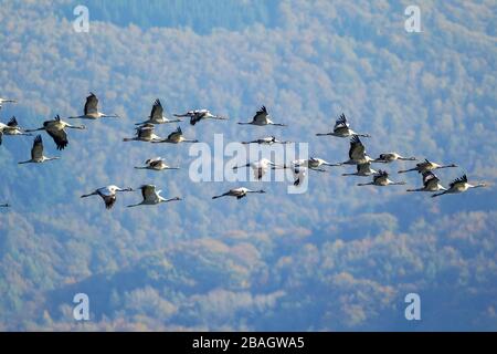 Common crane, Eurasian Crane (Grus grus), flying troop, Germany, North Rhine-Westphalia, Ruhr Area, Gevelsberg Stock Photo