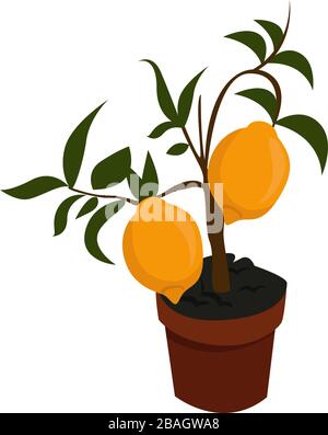 Lemon tree in pot, illustration, vector on white background Stock Vector