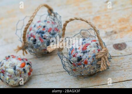 making a holder for fat balls, series picture 6/6, Germany Stock Photo