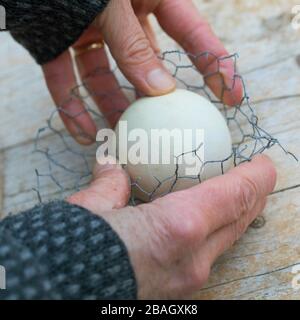 making a holder for fat balls, series picture 4/6, Germany Stock Photo