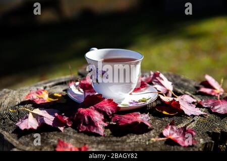 Teacup with a tea standing on a wooden surface outdoor surrounded by leaves Stock Photo