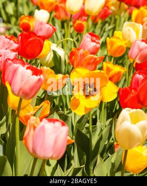 A vibrant yellow tulip on full display growing in a garden of rainbow colored tulips. In golden morning sun touches the open and blossoming flower. Stock Photo