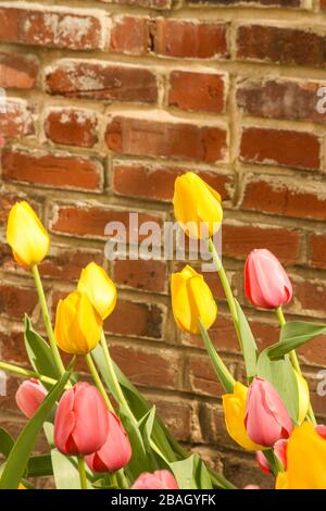 Yellow and pink tulips grow and reach towards the sun as a red brick wall serves as a backdrop. Stock Photo