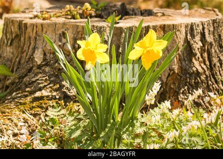 Two beautiful yellow daffodils in full bloom in front of a tree stump. Spring has sprung ! Stock Photo