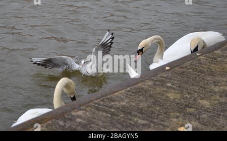 Non-breeding Black Headed Gull (Chroicocephalus ridibundus), in winter plumage, splashing in the water in a harbour, surrounded by Mute Swans (cygnus Stock Photo