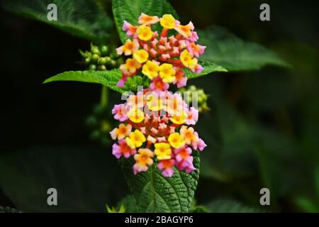 Lantana cantana leaves and flowers in Rwanda, East Africa Stock Photo