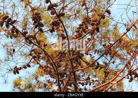 Pine tree branch with many pine cones. Stock Photo