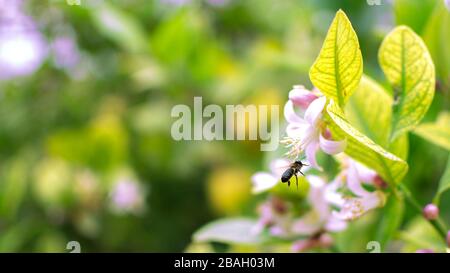 Bee flies up to a poppy flower in a lemon tree. Bee pollinating flower during spring time Stock Photo