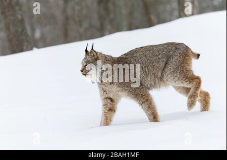 Canada Lynx (Lynx canadensis), Winter, North America, by Dominique Braud/Dembinsky Photo Assoc Stock Photo