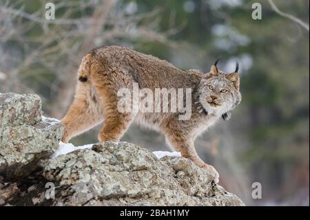 Canada Lynx (Lynx canadensis), Winter, North America, by Dominique Braud/Dembinsky Photo Assoc Stock Photo