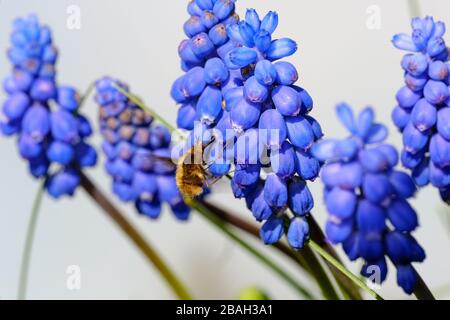 Dark-edged bee-fly (Bombylius major) collecting nectar from Grape Hyacinth (Muscari) flowers. Stock Photo