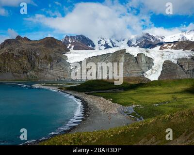 Stunning views over Gold Harbor, South Georgia Island with a large king penguin colony Stock Photo