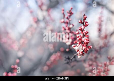 Apricot flowers close-up with soft focus. Beautiful floral background. Spring concept Stock Photo