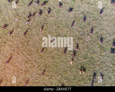 A drone view of a heard of cows grazing on a pasture Stock Photo