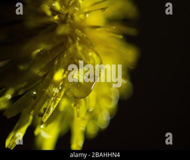Water Droplet on a Yellow Dandelion Petal on a Black Background Stock Photo