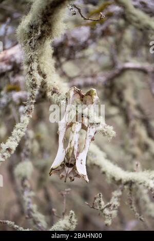 An animal skull hanging from a mossy branch in Eugene, Oregon, USA. Stock Photo