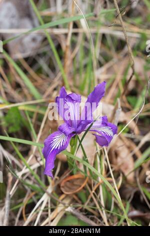 Wild iris growing in Eugene, Oregon, USA. Stock Photo