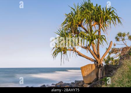 A view across the Pacific ocean from Burleigh heads point looking at a lone pandanus palm and large rock with romantic text. Stock Photo
