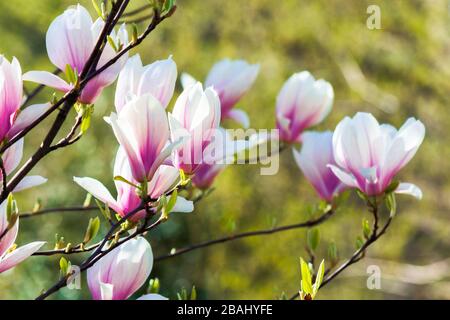 pink magnolia blossom background. beautiful nature scenery with delicate flowers in springtime Stock Photo