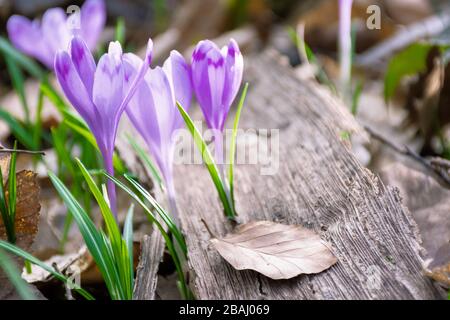 crocus flower in the forest. beauty of wild purple blooming in springtime Stock Photo