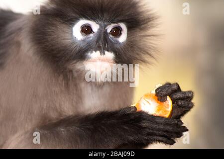 Dusky Leaf Monkey child eating fruit or Dusky Langur or Spectaacled langur  ( Presbytis obscura reid ). Stock Photo