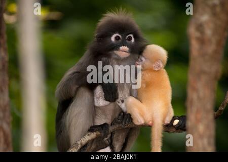 Mother and son of Dusky Leaf Monkey or Dusky Langur or Spectaacled langur ( Presbytis obscura reid ) sitting on tree resting. Stock Photo