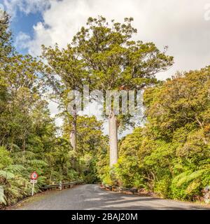 A narrow road bridge in the Waipoua Forest on the northwestern coast of New Zealand's North Island. Stock Photo