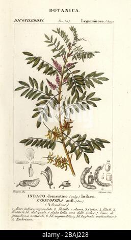 Guatemalan indigo, Indigofera suffruticosa. Indigofera anil, Indaco domestico. Handcoloured copperplate stipple engraving from Antoine Laurent de Jussieu's Dizionario delle Scienze Naturali, Dictionary of Natural Science, Florence, Italy, 1837. Illustration engraved by Giarre, drawn and directed by Pierre Jean-Francois Turpin, and published by Batelli e Figli. Turpin (1775-1840) is considered one of the greatest French botanical illustrators of the 19th century. Stock Photo